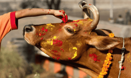 cow worship in nepal