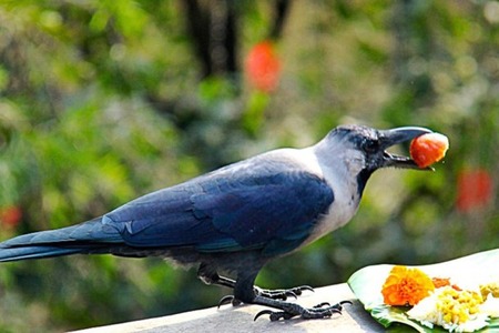 kag tihar crow worship in nepal