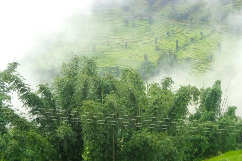 agroforestry project in Okhaldhunga