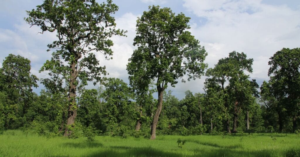 volunteers planting trees in Nepal 