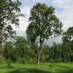 volunteers planting trees in Nepal